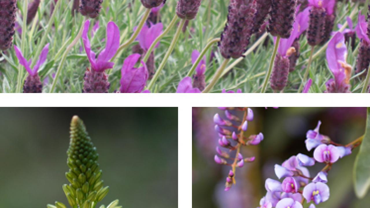 Photos (3): Lavandula stoechas "Otto Quast," Spanish lavender; Bulbine frutescens "Tiny Tangerine," Cape balsam; Hardenbergia violacea, happy wanderer