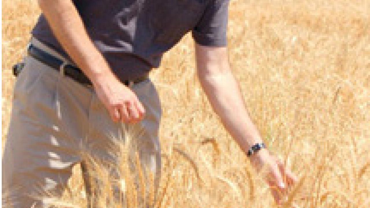 Professor Jorge Dubcovsky in wheat field