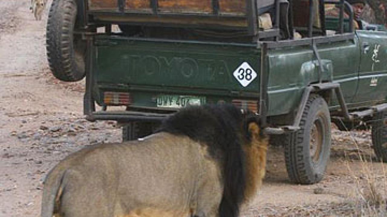 Photo: Male lion approaching open truck with people