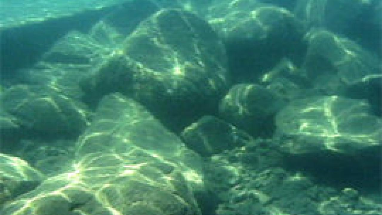 Photo: underwater photo of algae on rocks
