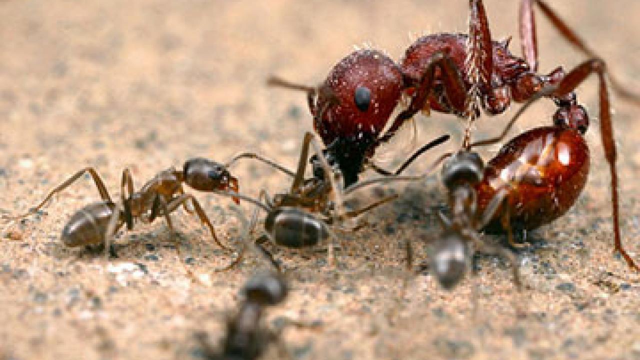 Argentine ants deals