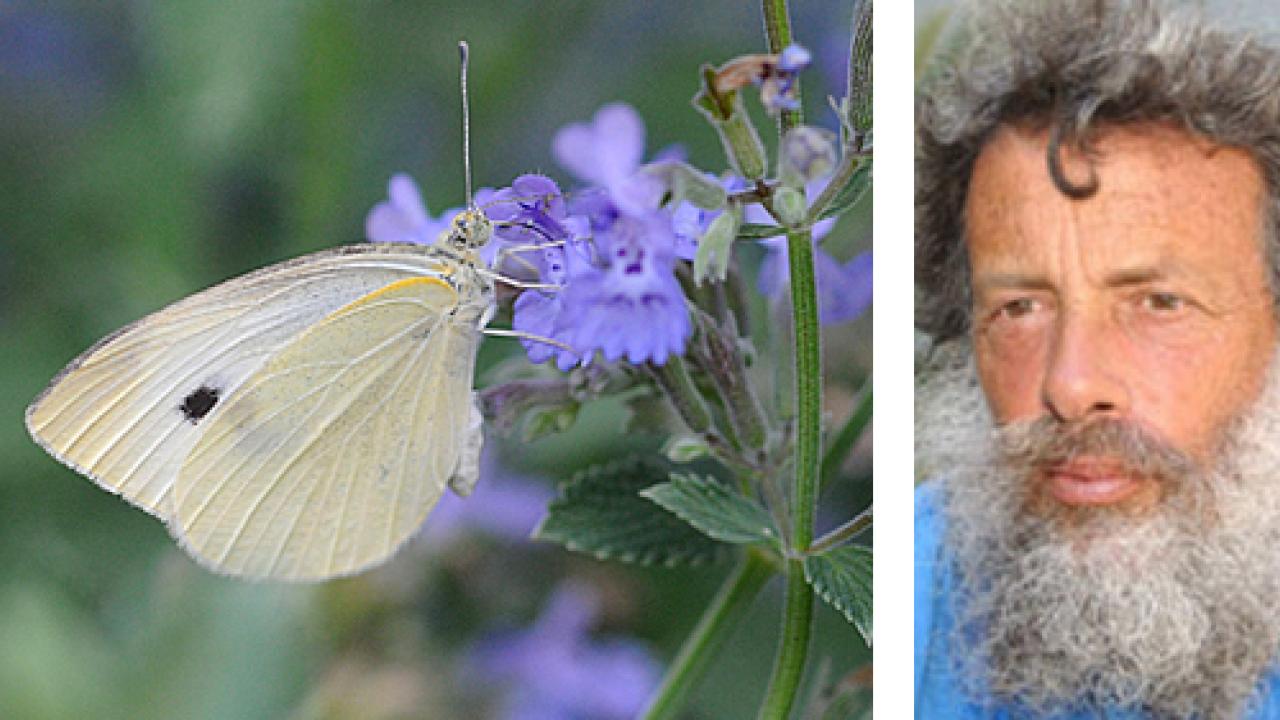 Photos (2): Cabbage white butterfly on salvia, and Professor Art Shapiro