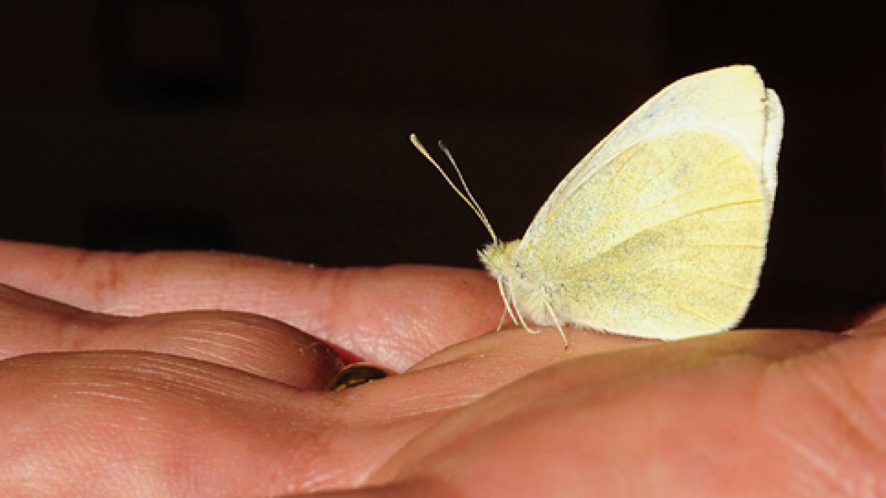 Photo: The first cabbage white butterfly of 2013