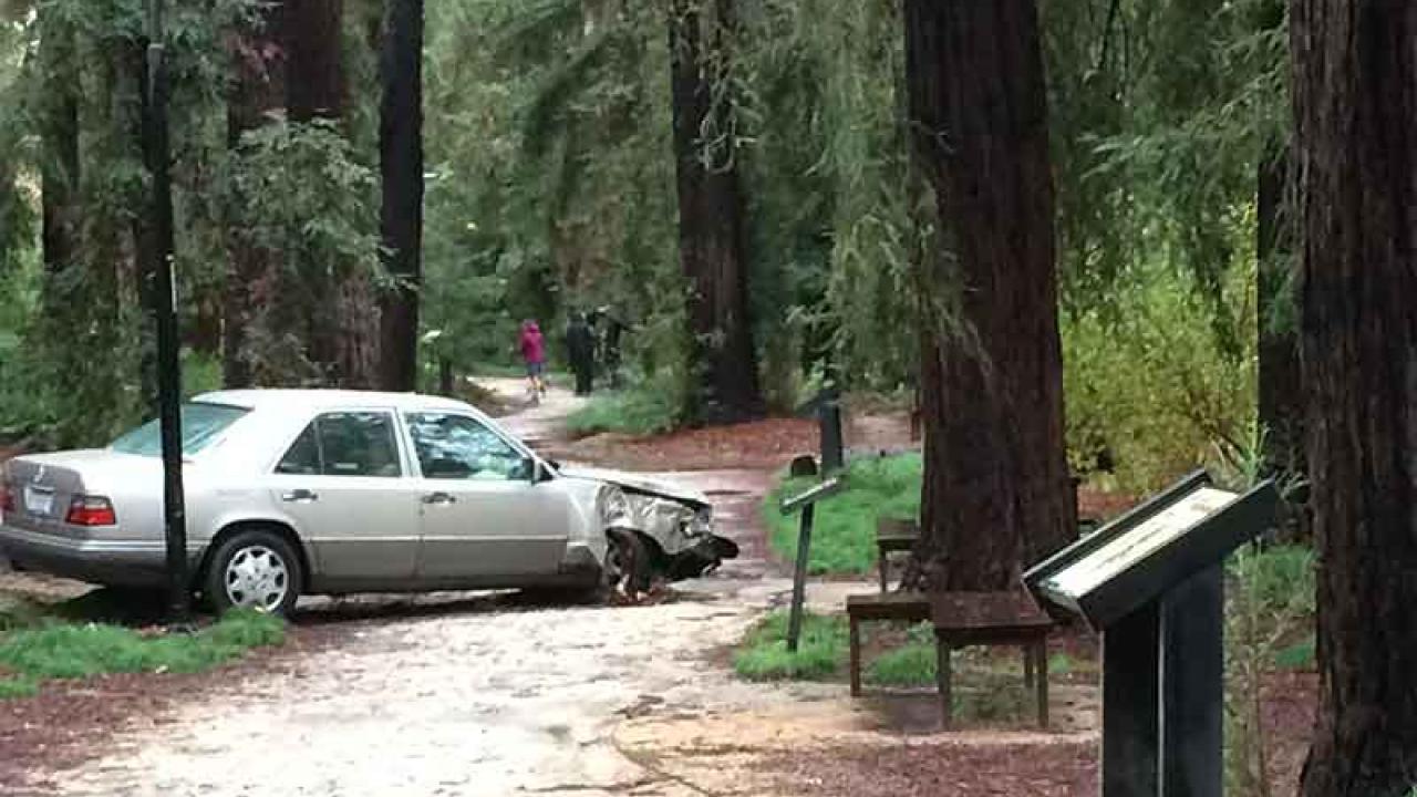 Photo: Car on path in arboretum's Redwood Grove.