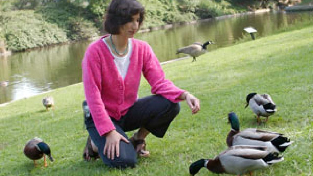Carol Cardona, a Cooperative Extension poultry veterinarian and an authority on avian influenza, surveys some of the campus&rsquo;s feathered residents. Influenza viruses have their home base, or &ldquo;reservoir,&rdquo; in wild duck populations. Experts li