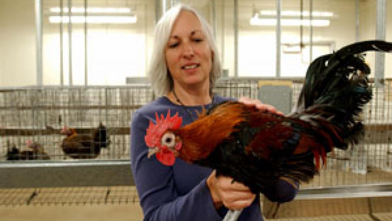 Mary Delany of  animal science, co-author of research analyzing the chicken genome, holds a Red Jungle Fowl &mdash; the type of chicken used in the sequencing and the ancestral species of all domestic chicken breeds. 