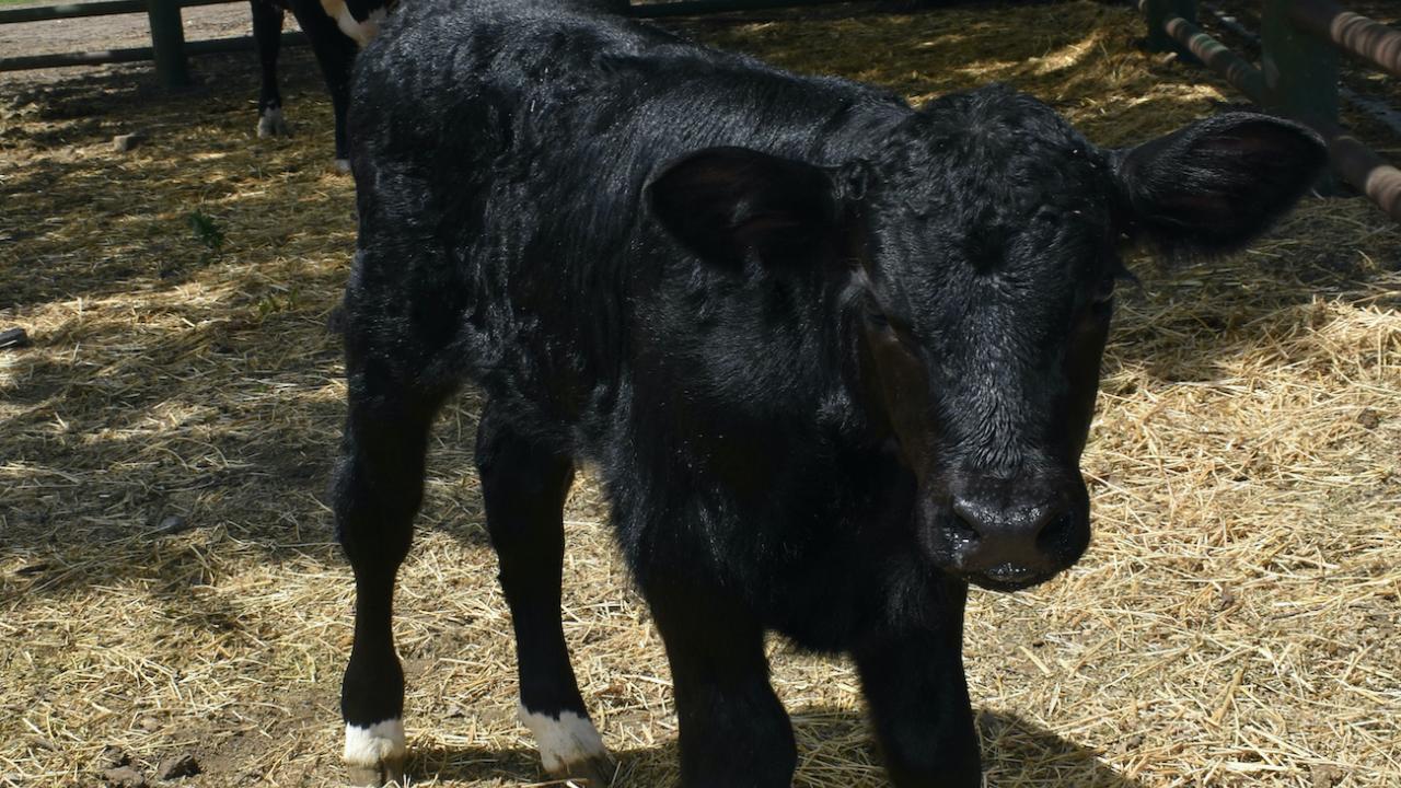 1280px x 720px - Meet Cosmo, a Bull Calf Designed to Produce 75% Male Offspring | UC Davis