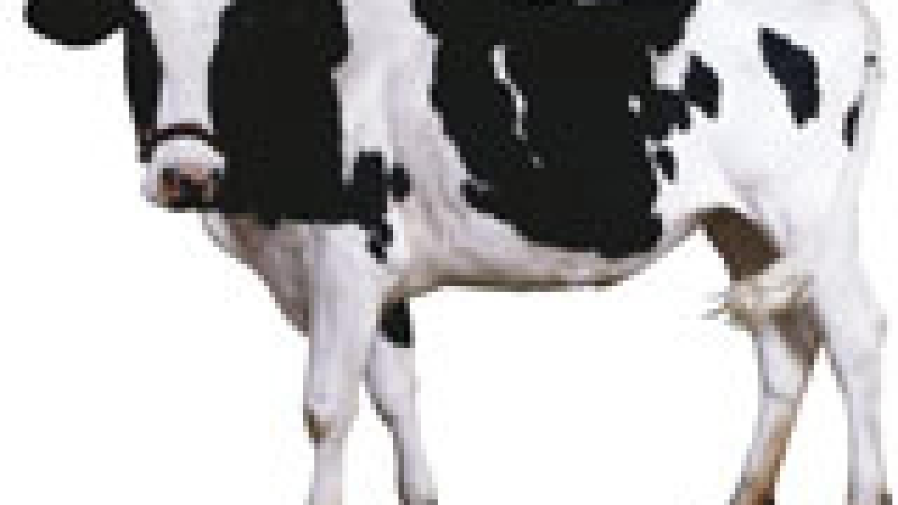 picture of a black and white dairy cow