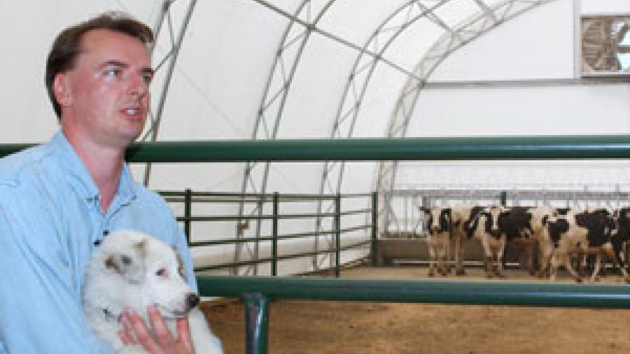 Frank Mitloehner, an air quality extension specialist in animal science, with his dog, Sam, checks out the interior of one of the campus&rsquo;s bovine bio-bubbles. Each of the four tents will house 10 cows as Mitloehner monitors emissions inside th