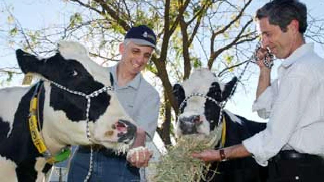 Photo: Two men feeding two cows whey and grain.