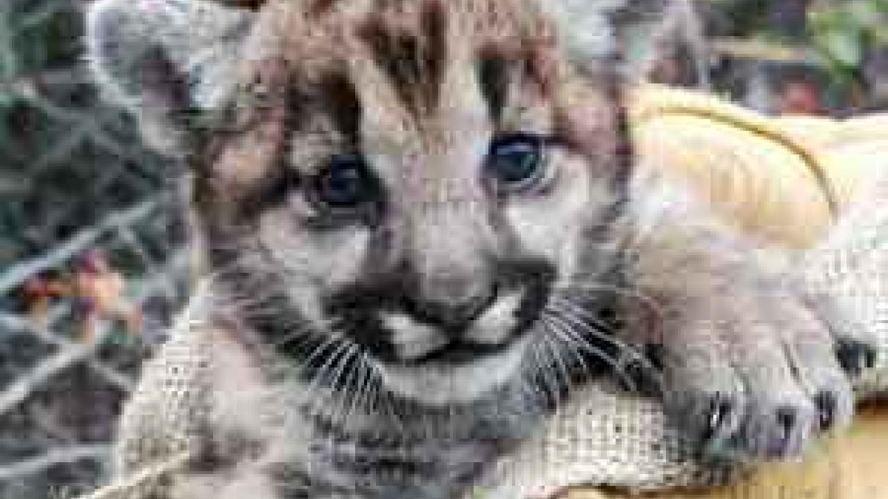 Photo: Mountain lion cub