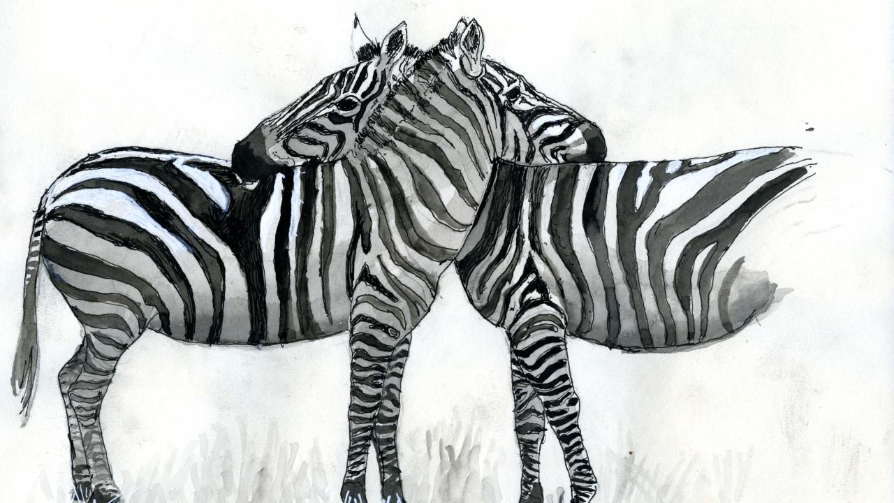 Wildlife Biologist Earns His 'Zebra Stripes' With New Book