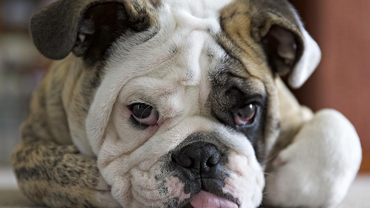 English Bulldog's Gene Pool May Be Too Small to Heal the Breed ...
