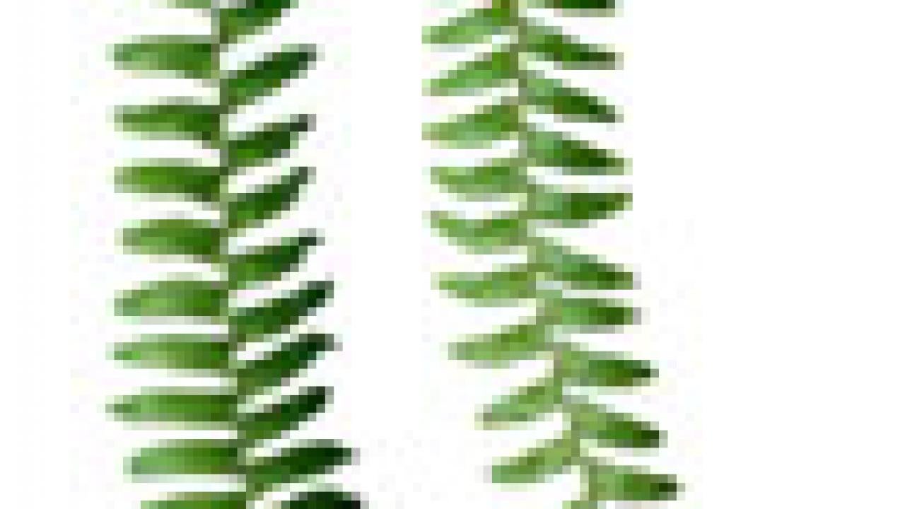 Photo: two fern fronds