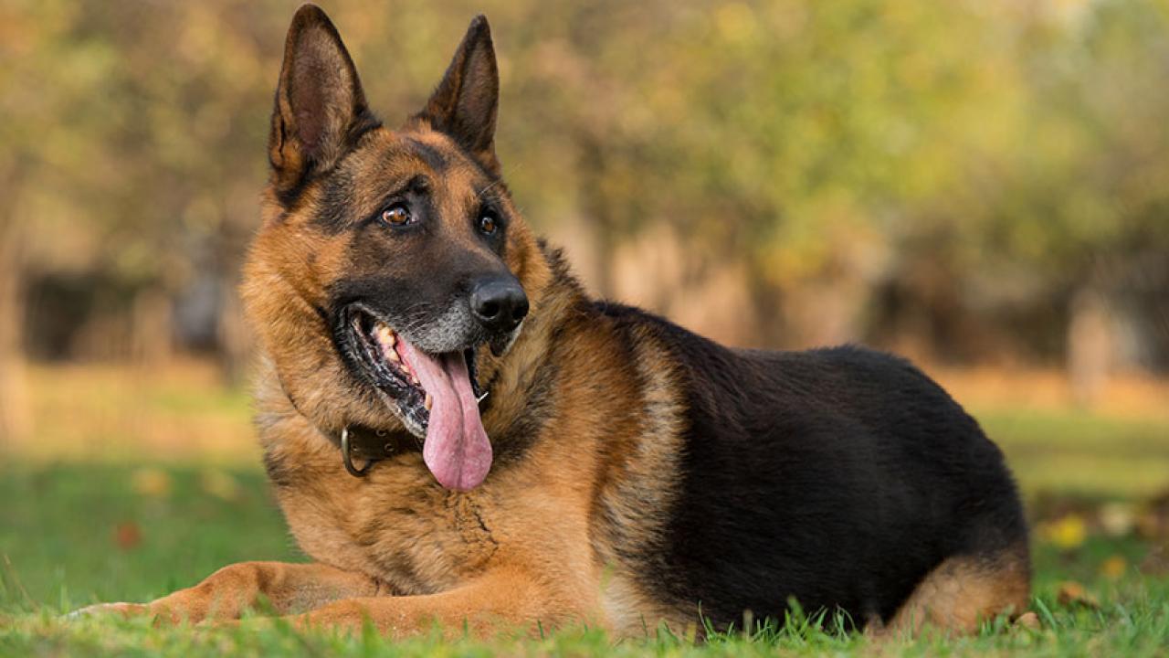 German Shepherd Dog Sex Video - Early Neutering Poses Health Risks for German Shepherd Dogs, Study Finds |  UC Davis