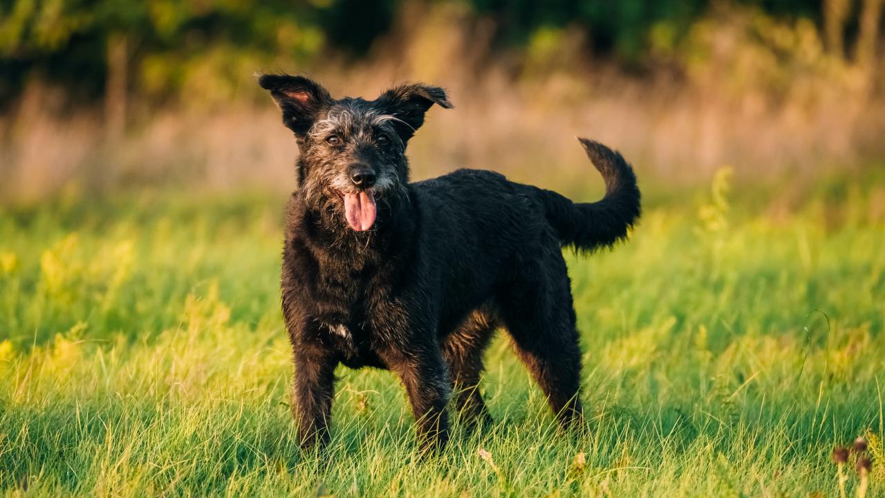 Neutering large shop breed dogs