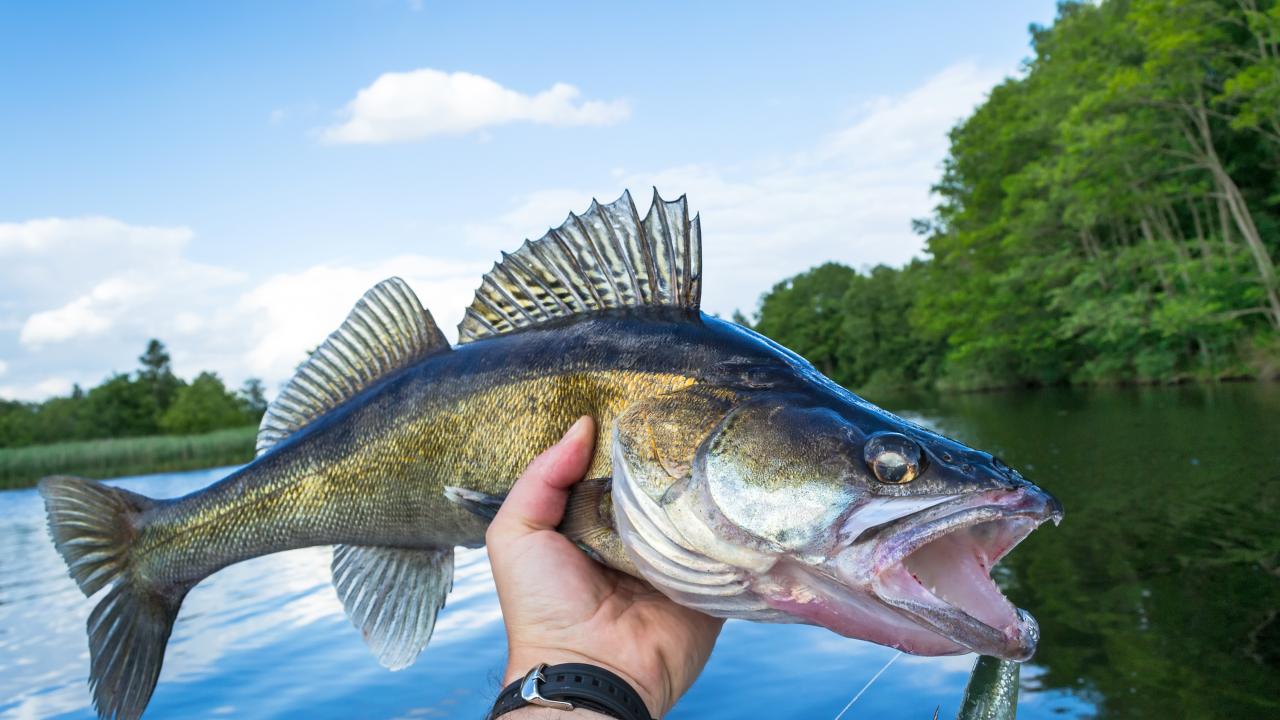 Walleye Fish Populations Are in Decline