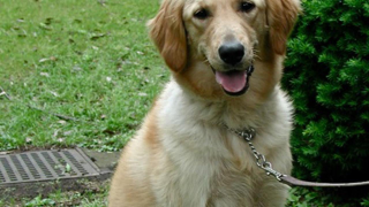 Best age to neuter a store golden retriever