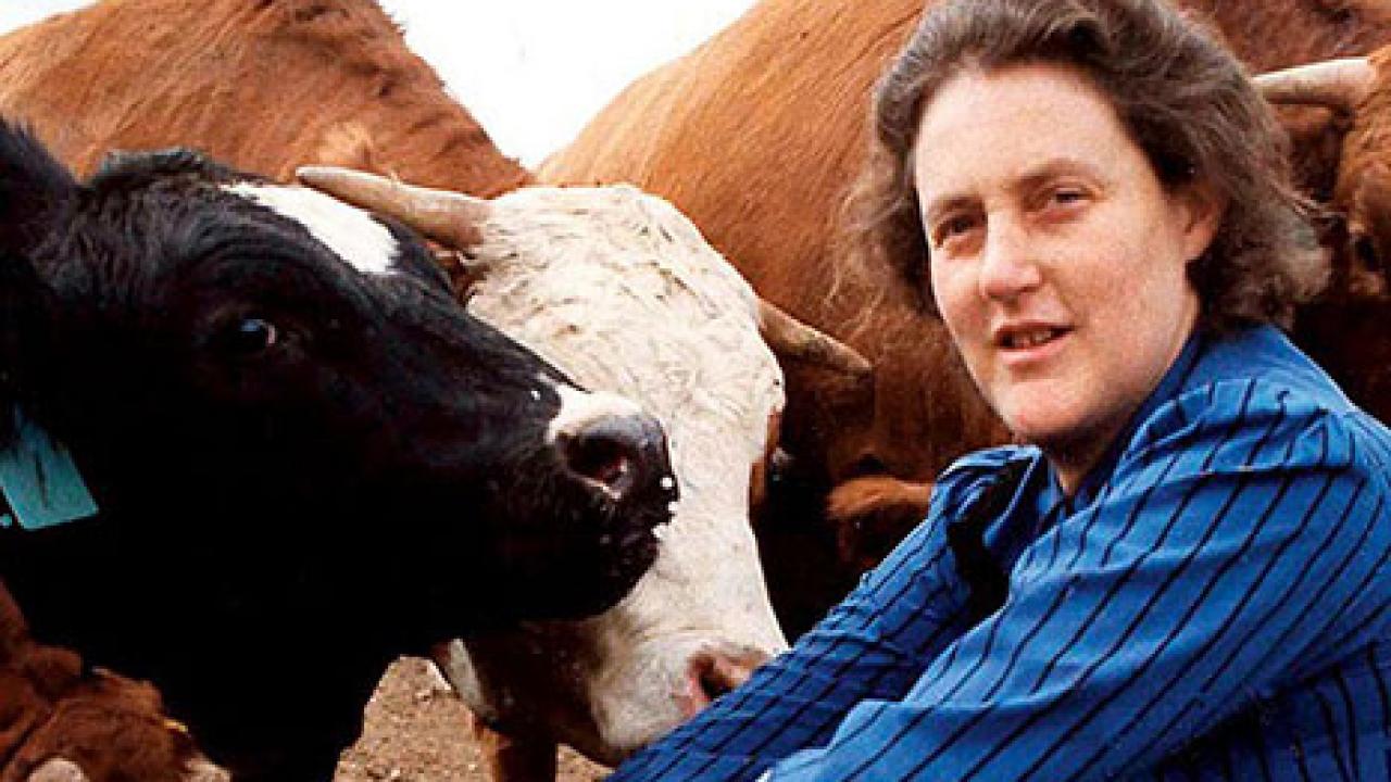 Photo: Temple Grandin in corral with cattle