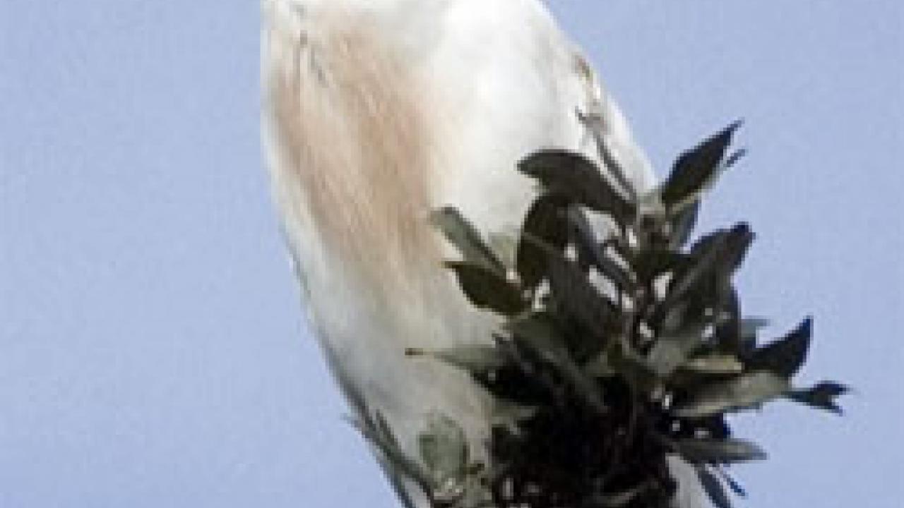 Photo: bird perching on top branch