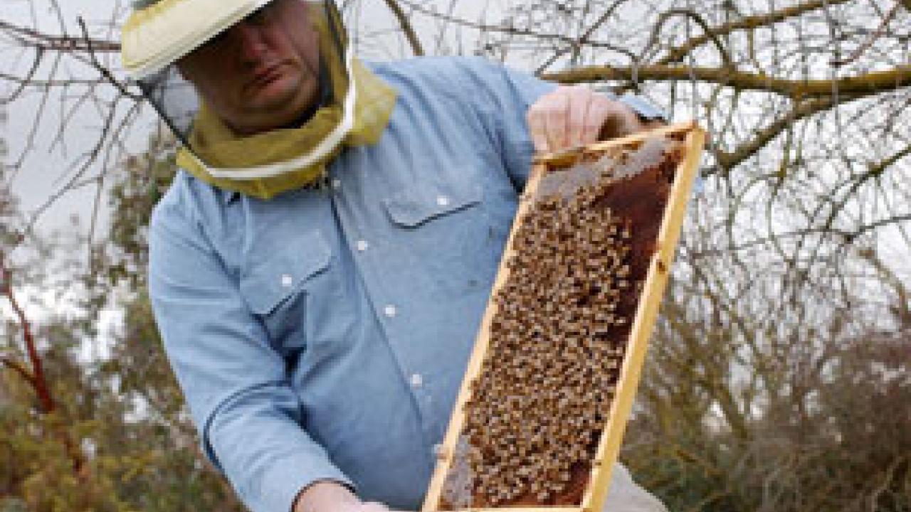 UC Davis beekeeper John Hileman shows off a honeybee hive. 