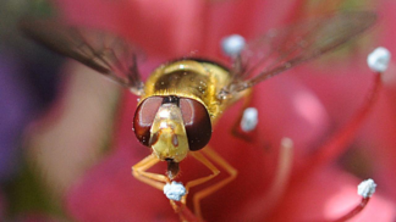 A hover fly, aka flower fly, from the order Diptera, pictured on a Tower of Jewels plant