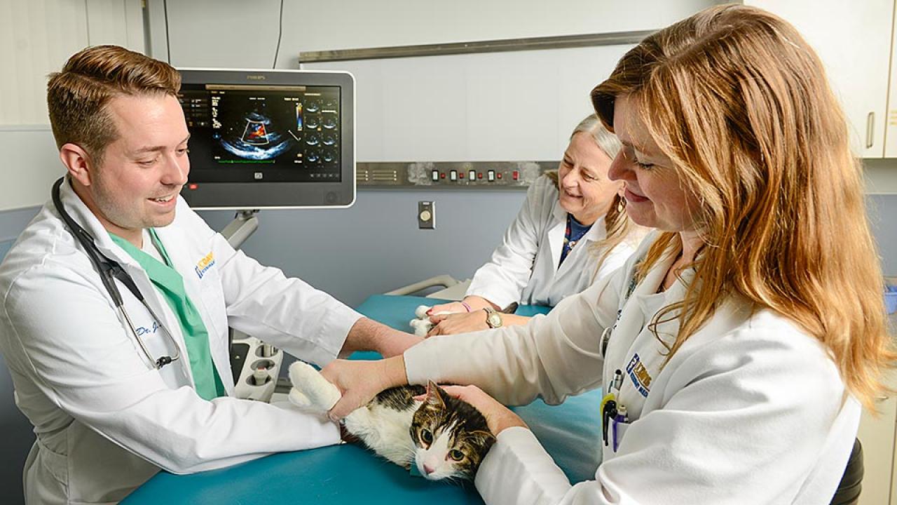 Man and two women in lab coats hold cat on exam table