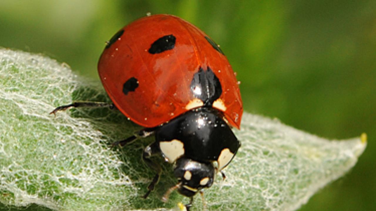 Photo: A ladybug, aka lady beetle, on a leaf