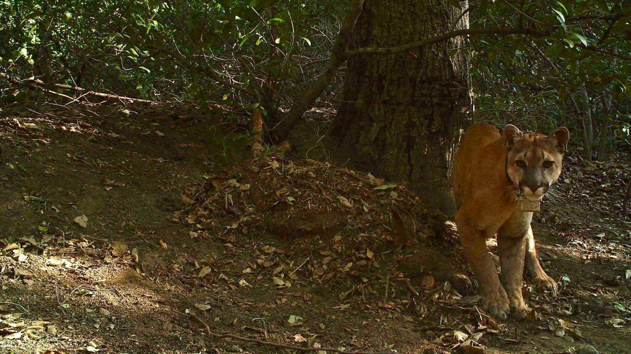 Southern California Mountain Lions Genetic Connectivity