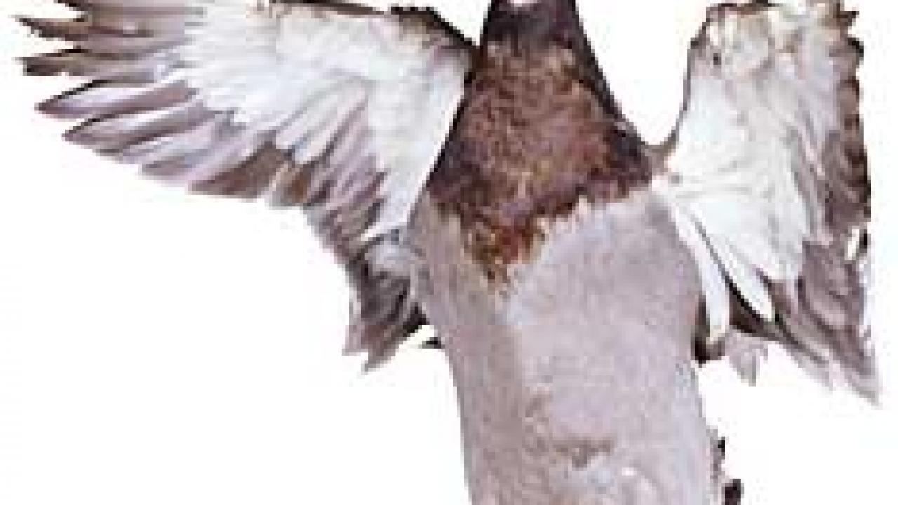 Photo: Mallard with wings spread