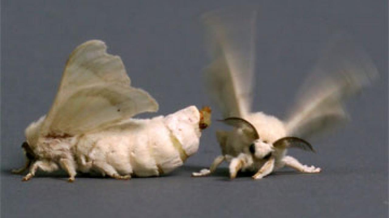 Mate Seeking Fruit Flies Fooled by Silkworm Scent UC Davis