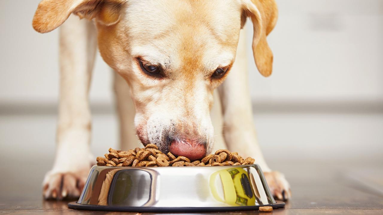 uc davis dog food recommendations