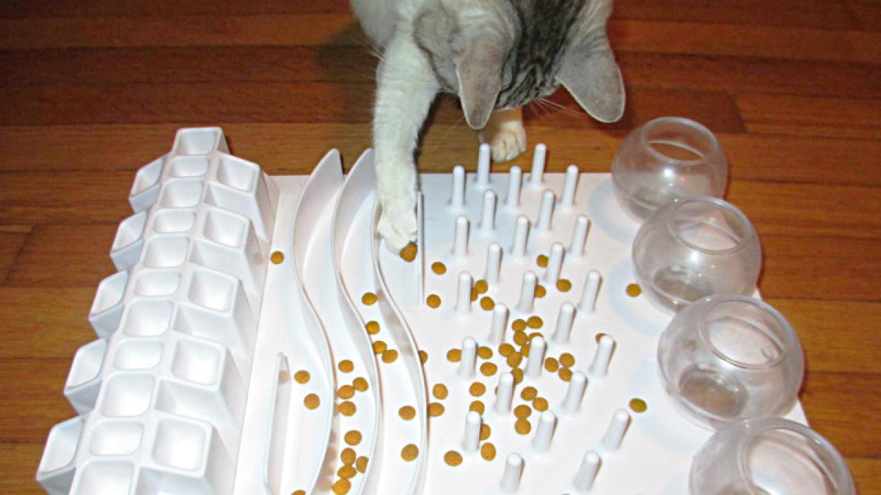 Puzzle Feeders: Who? What? Why? : r/CatAdvice