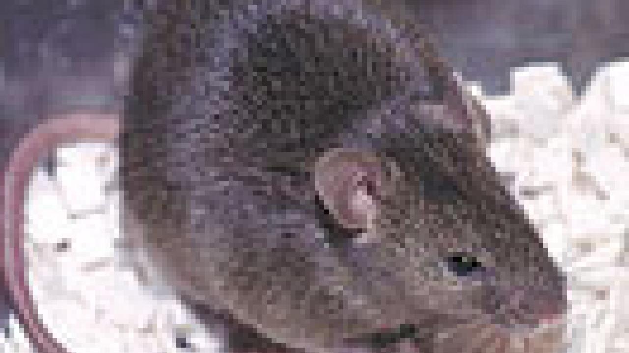 photo of brown mouse
