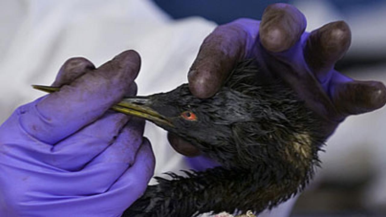 Campus Leads Oiled-bird Rescue In San Francisco | UC Davis