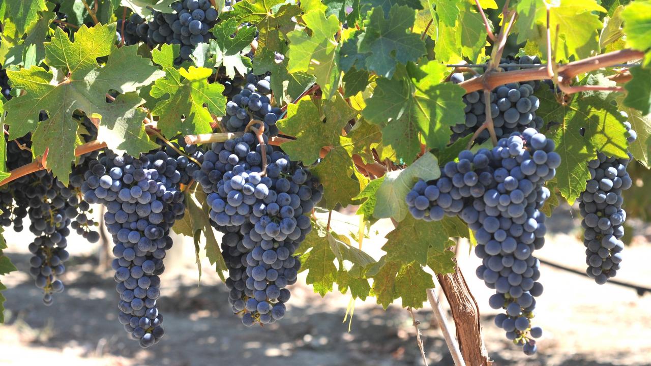 UC Davis Releases 5 New Wine Grape Varieties UC Davis