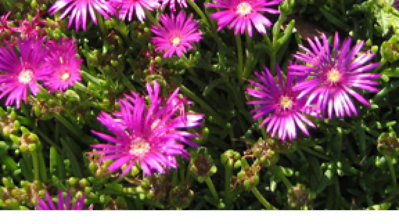 Photos (2): Delosperma cooperi cerise hardy ice plant and Rosmarinus officinalis "Mozart," Ed Carmans rosemary