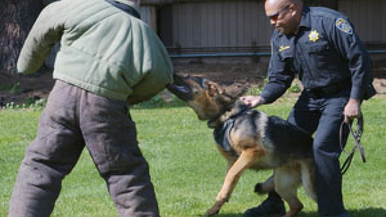 Officer Walter Broussard pulls Maverick off after letting him attack trained agitator, UC Davis student Mike McLaughlin, for a pre-Picnic Day demonstration.                           