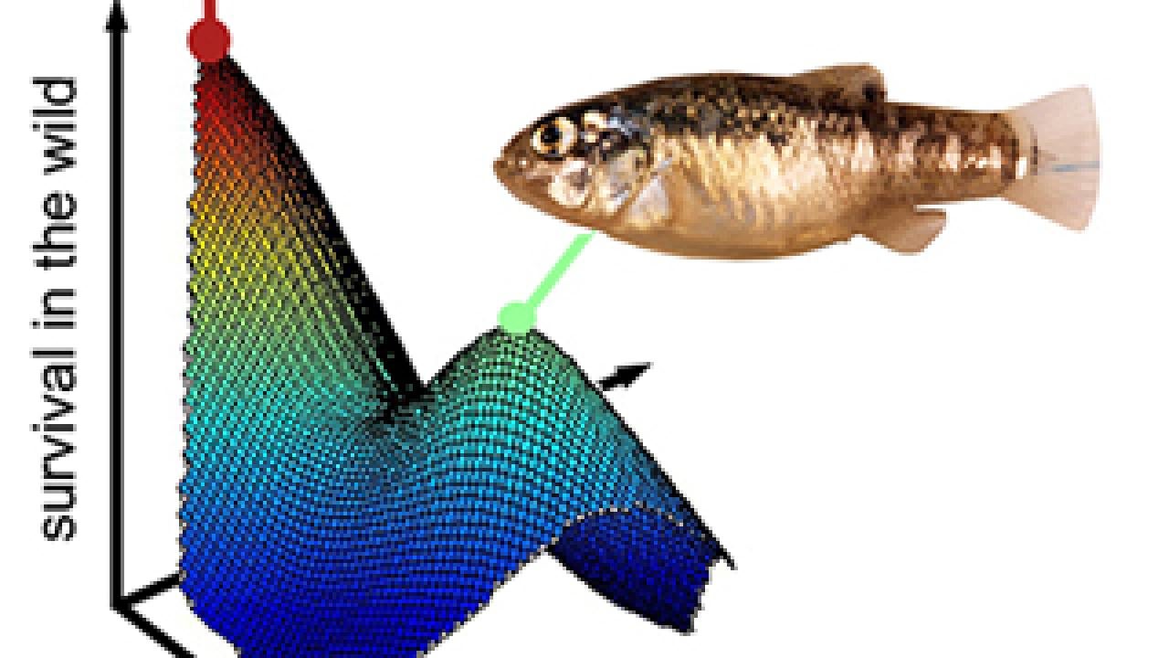 Graphic showing three pupfish and the evolution of the jaw