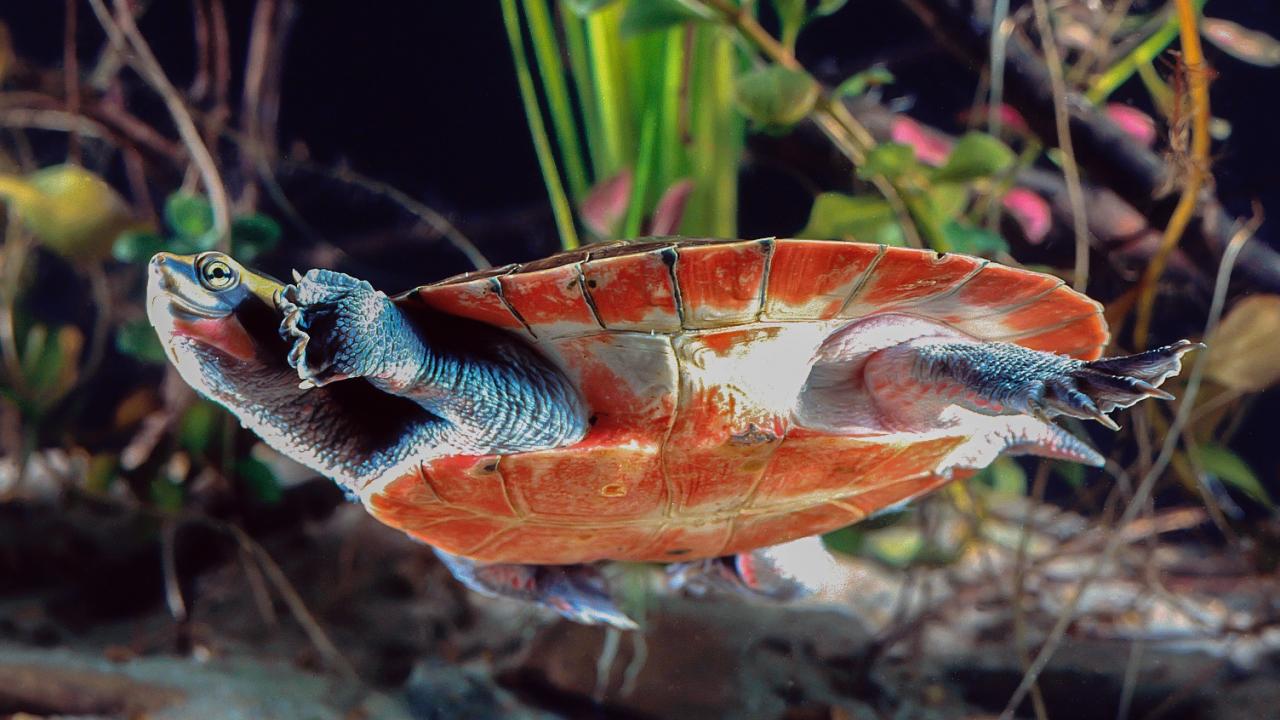 What 3 Feet of Seawater Could Mean for the World's Turtles | UC Davis