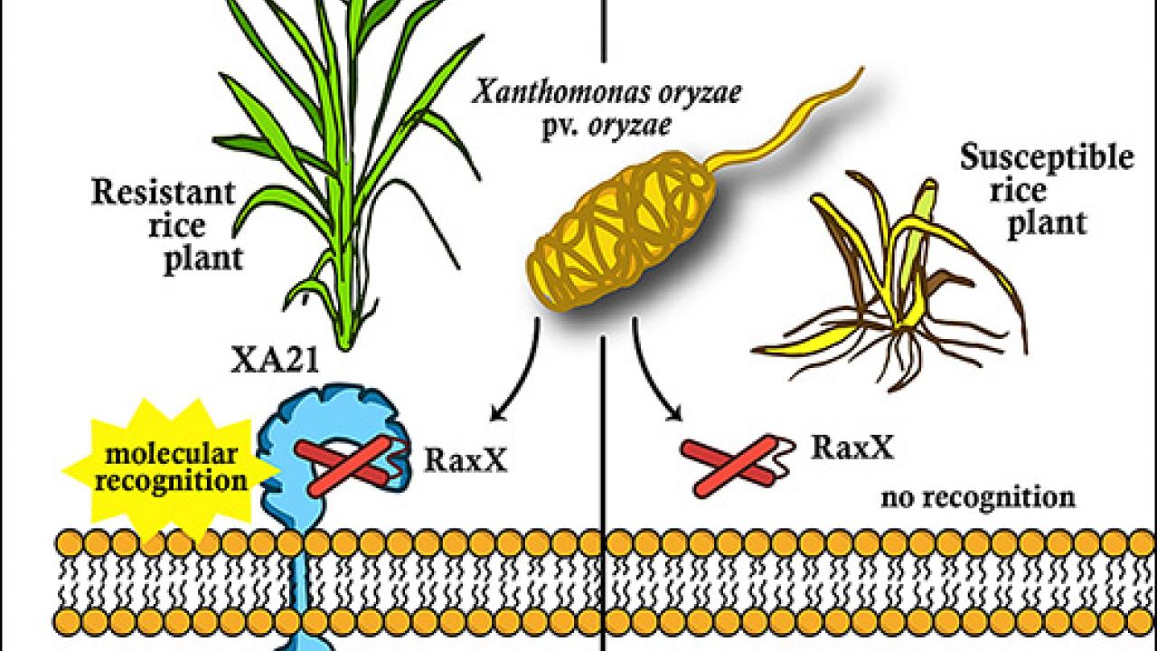 Rice disease-resistance discovery closes the loop for scientific integrity  UC Davis