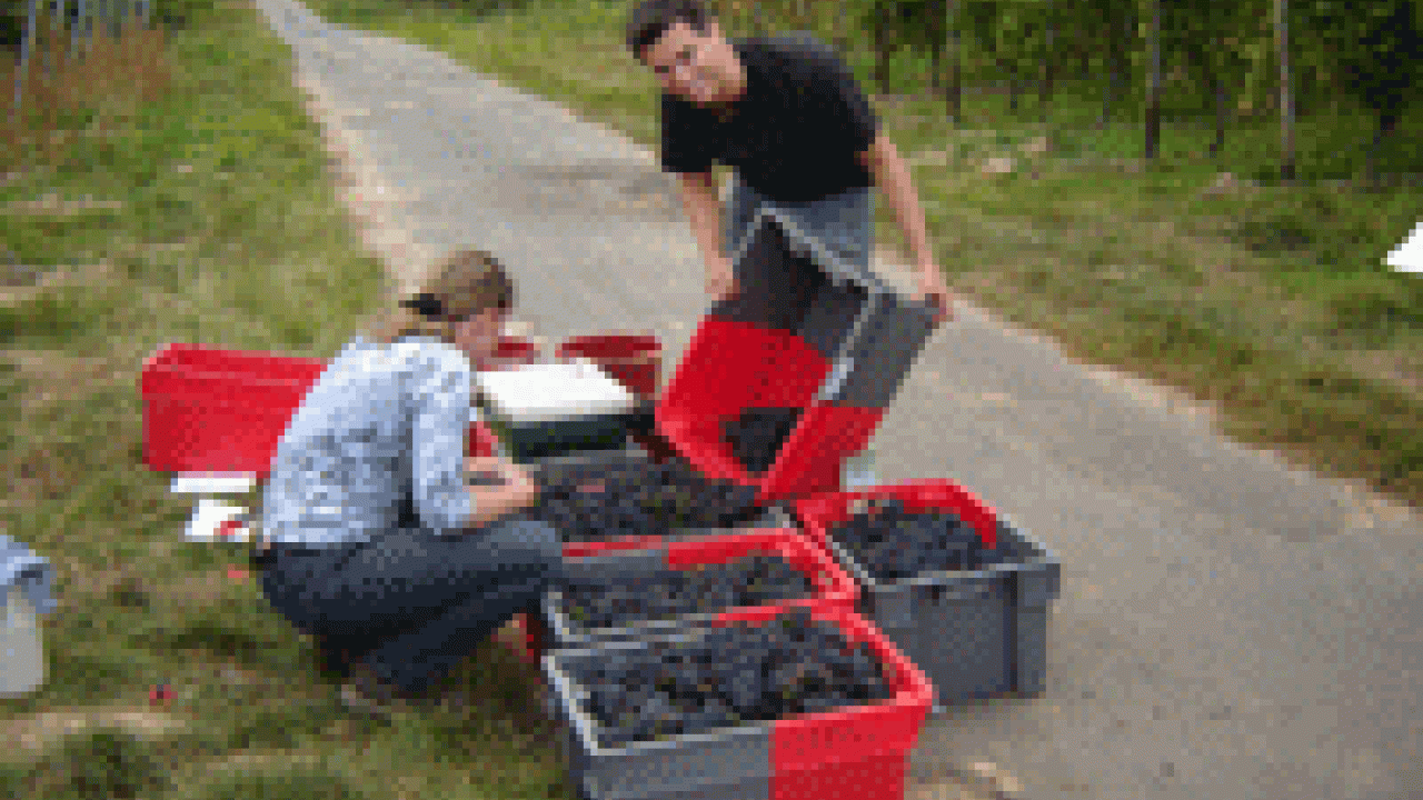 Rob Scholz&mdash;who earned a master&rsquo;s degree in viticulture and enology at UC Davis in 2007&mdash;collects grapes at a research institute in Germany&rsquo;s Rhine River Valley, during his stint with the Fulbright U.S. Student Program. 