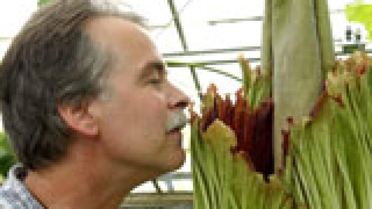 Conservatory staffer Doug Walker gives a test sniff to "Ted the Titan" as the plant begins its odoriferous bloom. (Debbie Aldridge/UC Davis Mediaworks)