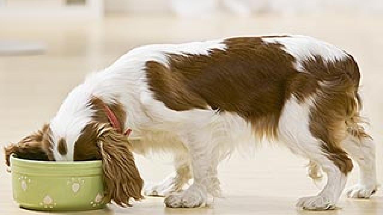 uc davis dog food recommendations