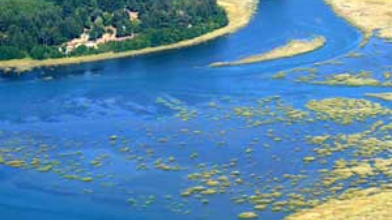 photo: cord grass clumps in river in an aerial photo from a distance