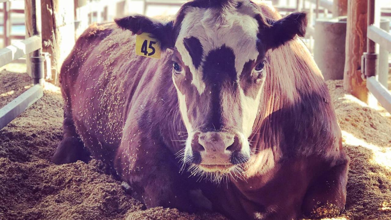 Feeding Cattle Seaweed Reduces Their Greenhouse Gas Emissions 82 ...