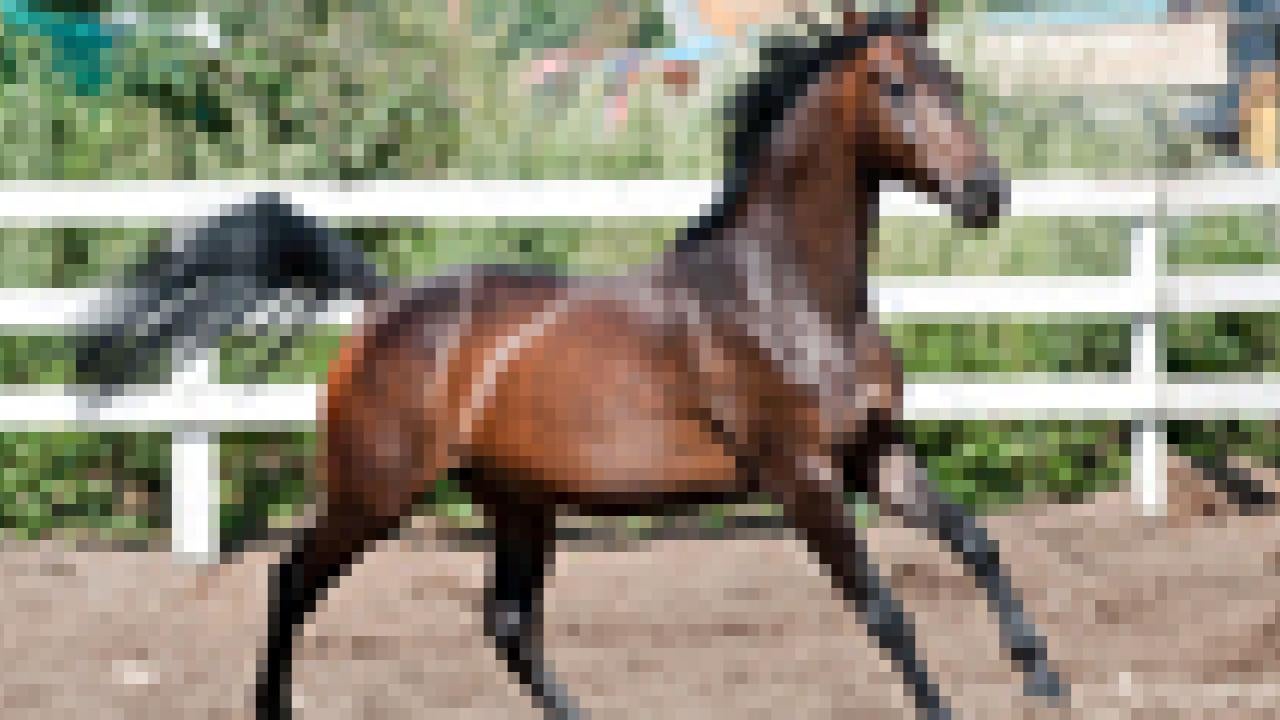 Thoroughbred horse in paddock