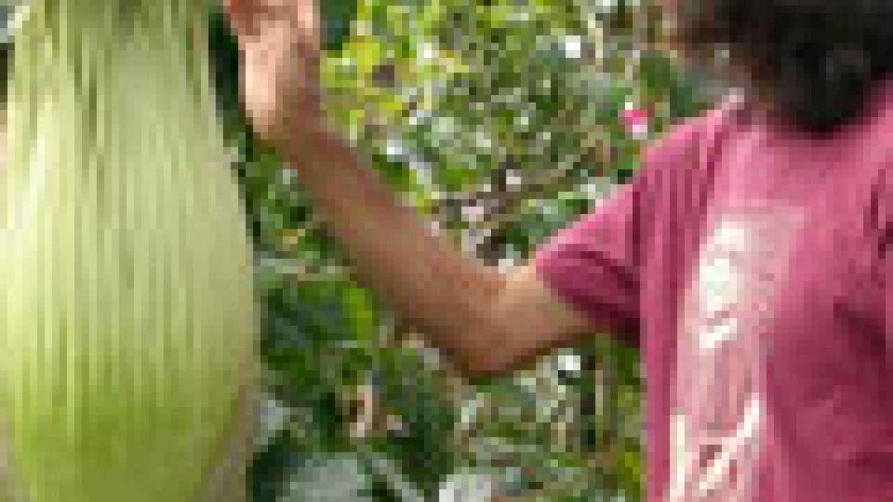 Photo of man in t-shirt pointing to plant about to bloom.