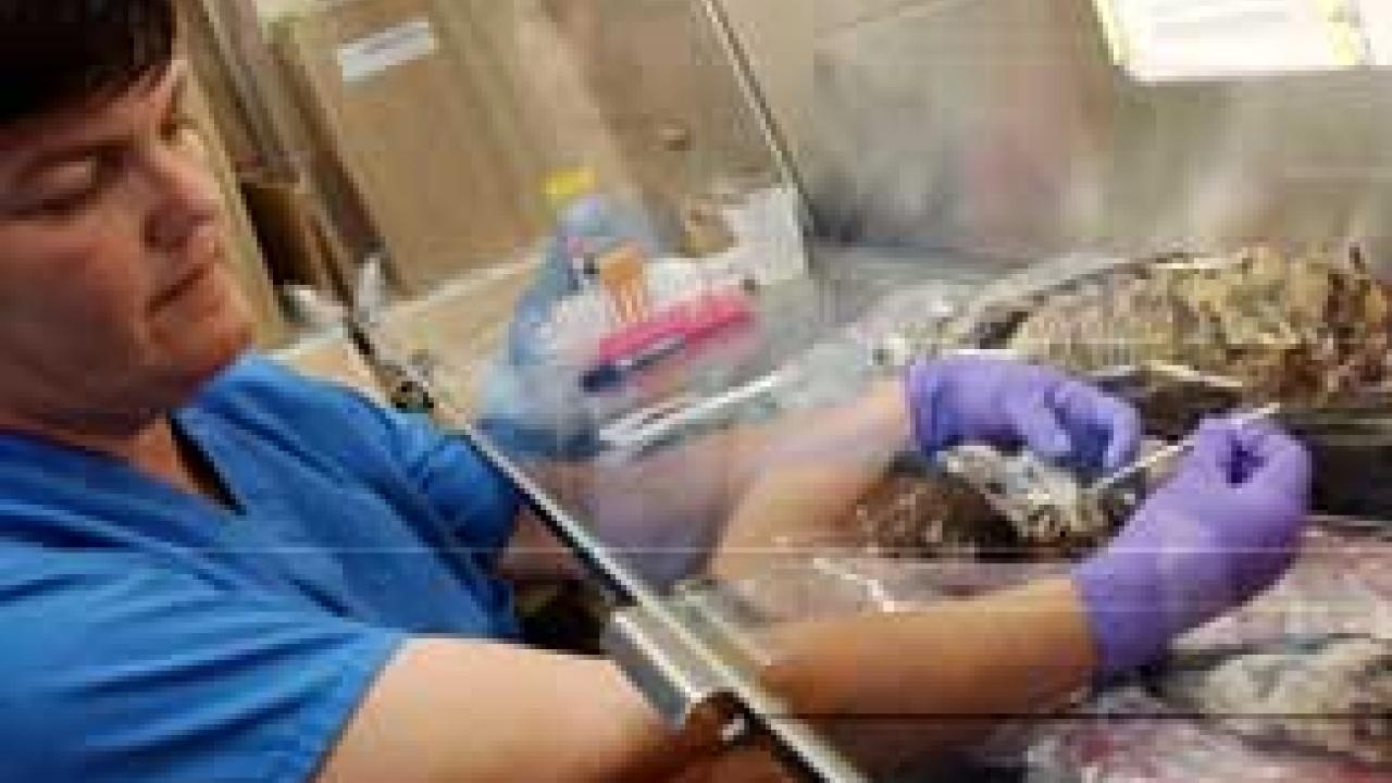 Photo: woman taking sample from a dead bird
