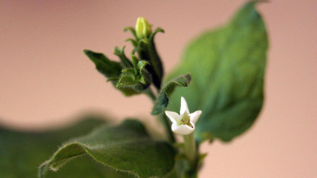 Close up of a small white flower among green leaves against a neutral background. 